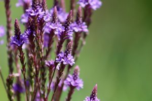 Lire la suite à propos de l’article Les meilleures plantes plein soleil sans arrosage