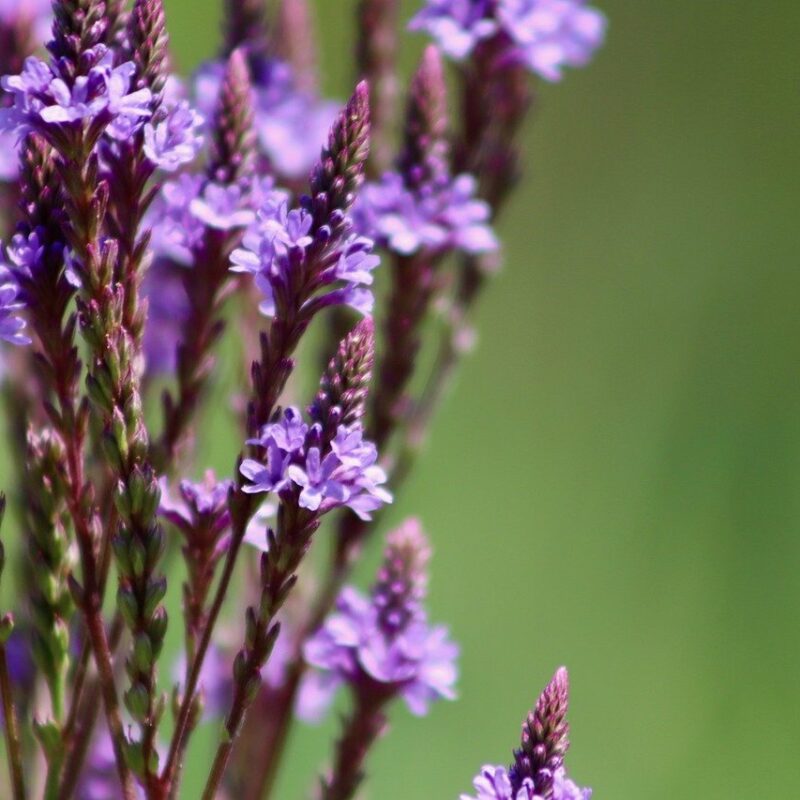 Les meilleures plantes plein soleil sans arrosage