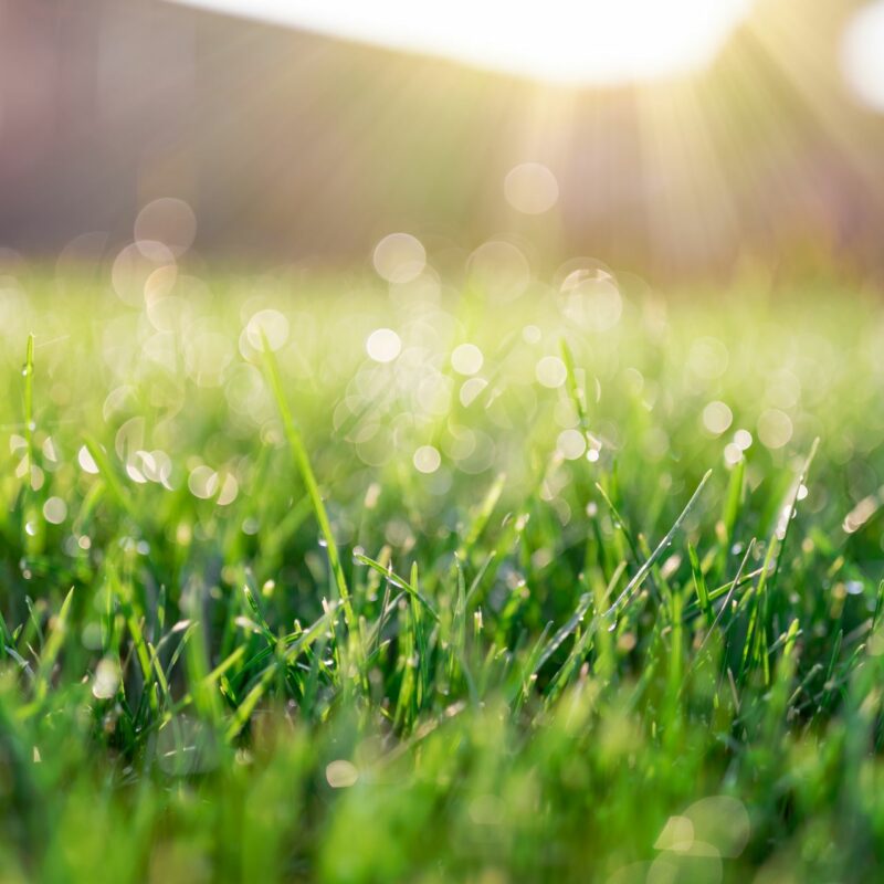 Comment choisir votre futur gazon synthétique pour votre jardin